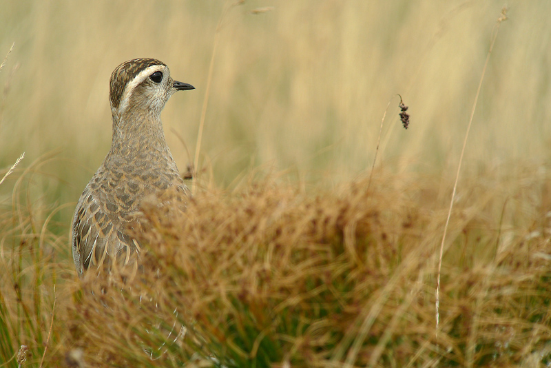 Piviere Tortolino - Charadrius morinellus in Digiscoping